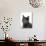 Domestic Cat, Russian Blue Female-Jane Burton-Photographic Print displayed on a wall