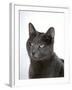 Domestic Cat, Russian Blue Female-Jane Burton-Framed Photographic Print