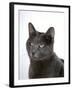 Domestic Cat, Russian Blue Female-Jane Burton-Framed Photographic Print