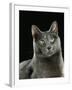 Domestic Cat, Russian Blue Female-Jane Burton-Framed Photographic Print