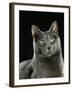 Domestic Cat, Russian Blue Female-Jane Burton-Framed Photographic Print