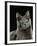 Domestic Cat, Russian Blue Female-Jane Burton-Framed Photographic Print