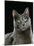 Domestic Cat, Russian Blue Female-Jane Burton-Mounted Photographic Print