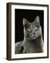 Domestic Cat, Russian Blue Female-Jane Burton-Framed Photographic Print