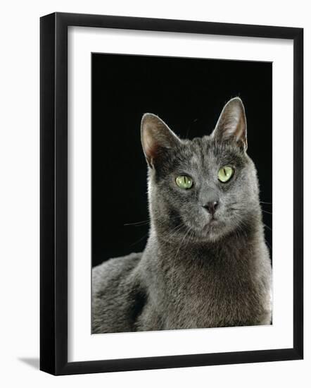 Domestic Cat, Russian Blue Female-Jane Burton-Framed Photographic Print