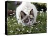 Domestic Cat, Seal Bicolour Ragdoll Kitten Decked in Daisy Chain-Jane Burton-Stretched Canvas