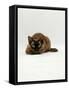 Domestic Cat, Seal Point Devon Si-Rex Lying on Floor-Jane Burton-Framed Stretched Canvas