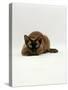 Domestic Cat, Seal Point Devon Si-Rex Lying on Floor-Jane Burton-Stretched Canvas