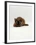 Domestic Cat, Seal Point Devon Si-Rex Lying on Floor-Jane Burton-Framed Photographic Print