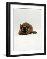 Domestic Cat, Seal Point Devon Si-Rex Lying on Floor-Jane Burton-Framed Photographic Print