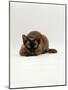 Domestic Cat, Seal Point Devon Si-Rex Lying on Floor-Jane Burton-Mounted Photographic Print
