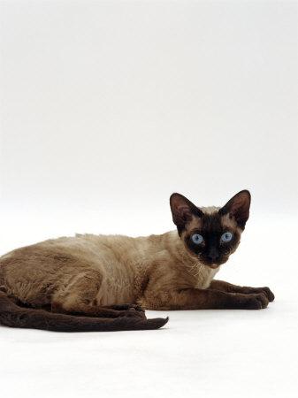 &lsquo;Domestic Cat, Seal-Point Devon Si-Rex&rsquo; Photographic Print - Jane