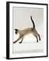 Domestic Cat, Seal-Point Siamese Juvenile Running Profile-Jane Burton-Framed Photographic Print