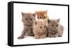 Domestic Cat, Selkirk Rex, four kittens, sitting-Chris Brignell-Framed Stretched Canvas