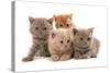 Domestic Cat, Selkirk Rex, four kittens, sitting-Chris Brignell-Stretched Canvas
