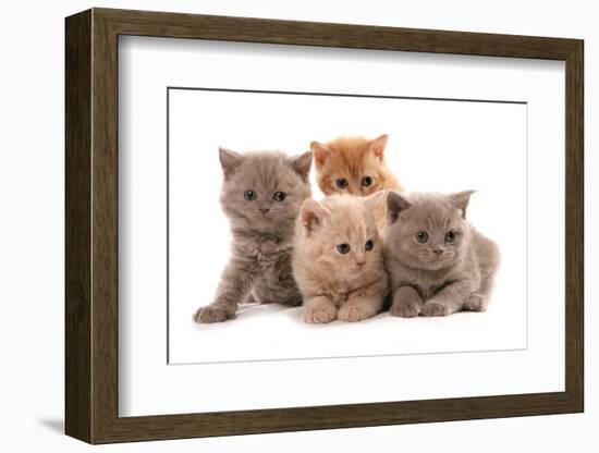 Domestic Cat, Selkirk Rex, four kittens, sitting-Chris Brignell-Framed Photographic Print