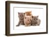 Domestic Cat, Selkirk Rex, four kittens, sitting-Chris Brignell-Framed Photographic Print