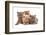 Domestic Cat, Selkirk Rex, four kittens, sitting-Chris Brignell-Framed Photographic Print