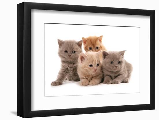 Domestic Cat, Selkirk Rex, four kittens, sitting-Chris Brignell-Framed Photographic Print