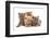 Domestic Cat, Selkirk Rex, four kittens, sitting-Chris Brignell-Framed Photographic Print