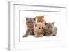 Domestic Cat, Selkirk Rex, four kittens, sitting-Chris Brignell-Framed Photographic Print