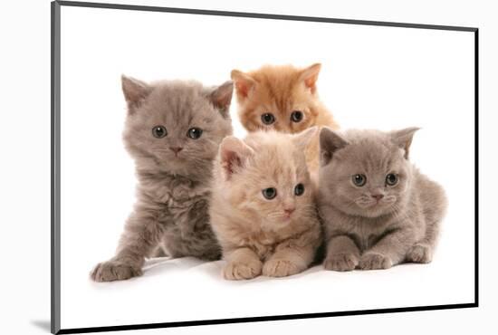 Domestic Cat, Selkirk Rex, four kittens, sitting-Chris Brignell-Mounted Photographic Print