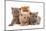 Domestic Cat, Selkirk Rex, four kittens, sitting-Chris Brignell-Mounted Photographic Print