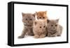 Domestic Cat, Selkirk Rex, four kittens, sitting-Chris Brignell-Framed Stretched Canvas