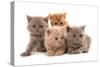Domestic Cat, Selkirk Rex, four kittens, sitting-Chris Brignell-Stretched Canvas