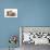 Domestic Cat, Selkirk Rex, four kittens, sitting-Chris Brignell-Photographic Print displayed on a wall