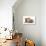 Domestic Cat, Selkirk Rex, four kittens, sitting-Chris Brignell-Photographic Print displayed on a wall