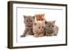 Domestic Cat, Selkirk Rex, four kittens, sitting-Chris Brignell-Framed Photographic Print