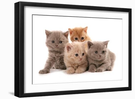 Domestic Cat, Selkirk Rex, four kittens, sitting-Chris Brignell-Framed Photographic Print