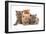 Domestic Cat, Selkirk Rex, four kittens, sitting-Chris Brignell-Framed Photographic Print