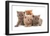 Domestic Cat, Selkirk Rex, four kittens, sitting-Chris Brignell-Framed Photographic Print