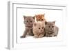 Domestic Cat, Selkirk Rex, four kittens, sitting-Chris Brignell-Framed Photographic Print