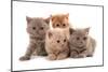 Domestic Cat, Selkirk Rex, four kittens, sitting-Chris Brignell-Mounted Photographic Print