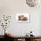 Domestic Cat, Selkirk Rex, four kittens, sitting-Chris Brignell-Photographic Print displayed on a wall