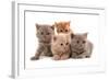 Domestic Cat, Selkirk Rex, four kittens, sitting-Chris Brignell-Framed Photographic Print