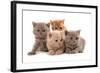 Domestic Cat, Selkirk Rex, four kittens, sitting-Chris Brignell-Framed Photographic Print