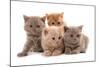 Domestic Cat, Selkirk Rex, four kittens, sitting-Chris Brignell-Mounted Photographic Print