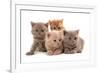 Domestic Cat, Selkirk Rex, four kittens, sitting-Chris Brignell-Framed Photographic Print