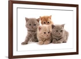 Domestic Cat, Selkirk Rex, four kittens, sitting-Chris Brignell-Framed Photographic Print