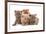 Domestic Cat, Selkirk Rex, four kittens, sitting-Chris Brignell-Framed Photographic Print