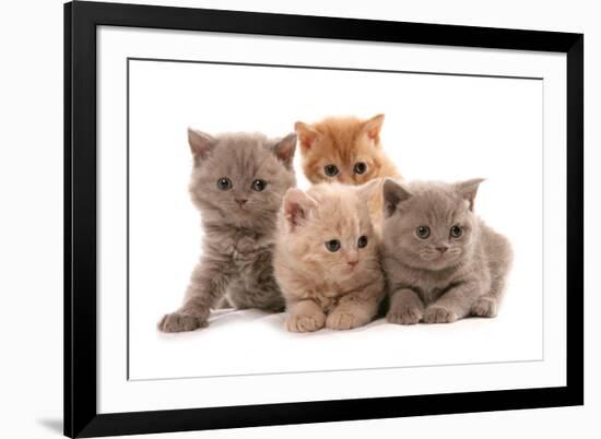 Domestic Cat, Selkirk Rex, four kittens, sitting-Chris Brignell-Framed Photographic Print