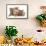 Domestic Cat, Selkirk Rex, four kittens, sitting-Chris Brignell-Framed Stretched Canvas displayed on a wall