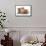 Domestic Cat, Selkirk Rex, four kittens, sitting-Chris Brignell-Framed Stretched Canvas displayed on a wall