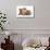 Domestic Cat, Selkirk Rex, four kittens, sitting-Chris Brignell-Stretched Canvas displayed on a wall