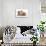 Domestic Cat, Selkirk Rex, four kittens, sitting-Chris Brignell-Stretched Canvas displayed on a wall