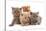 Domestic Cat, Selkirk Rex, four kittens, sitting-Chris Brignell-Stretched Canvas